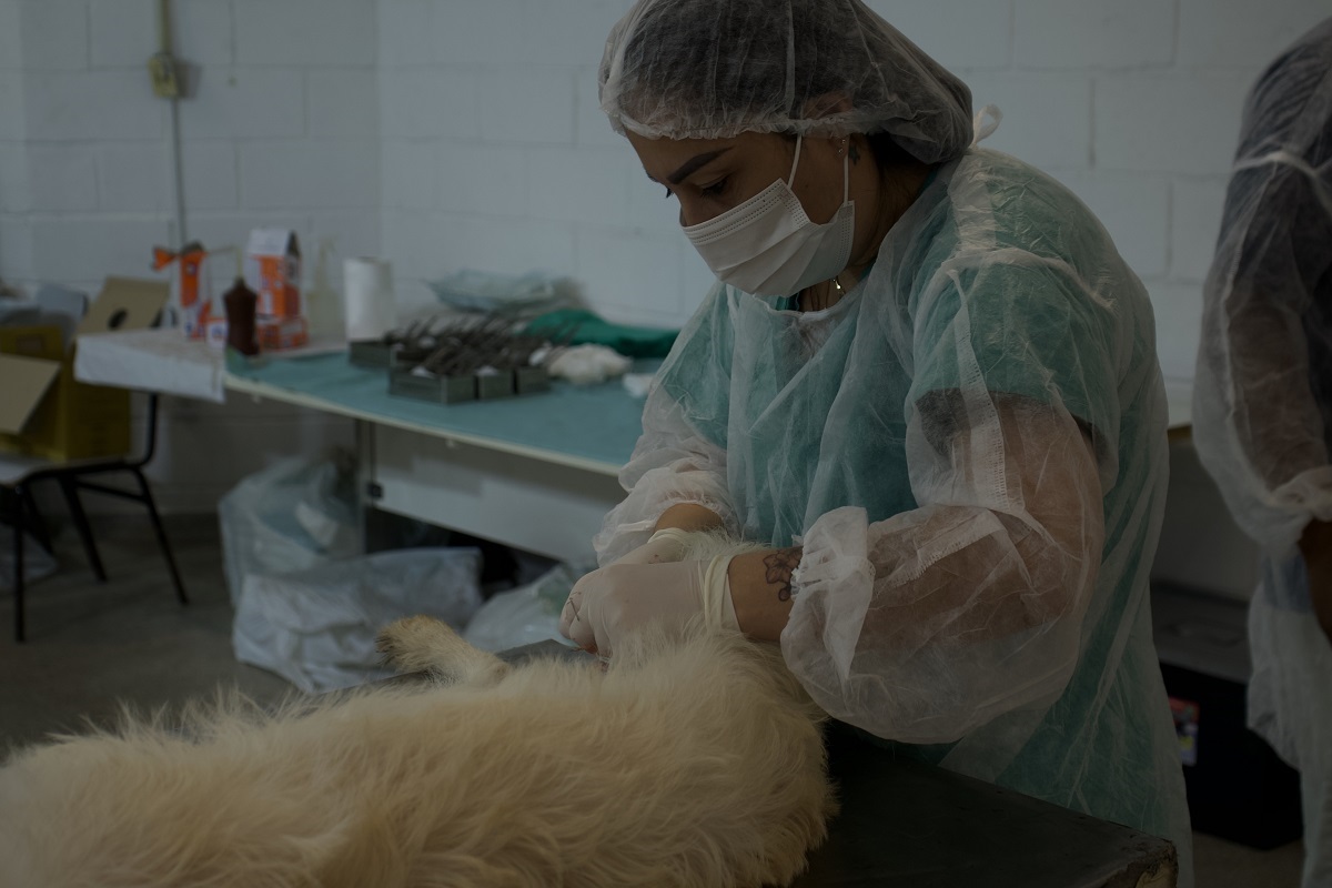 FOTO - Zoonoses de Taboão da Serra realizou microchipagem de mais de 1.200 animais (3)