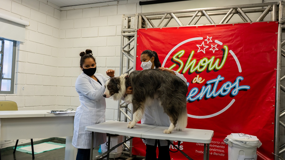 FOTO - Tutores de Taboão da Serra podem cadastrar cães para serem modelos da Escola de Estética Animal (1)